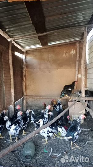 Петушки (ливенская ситцевая)