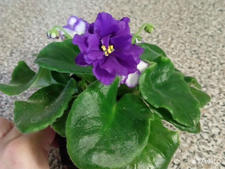 Сенполия. Фиалка