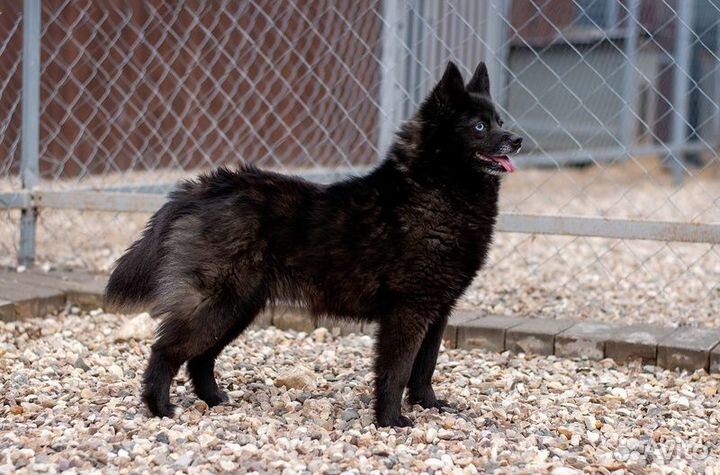 Разноглазый шипперке Розик в добрые руки