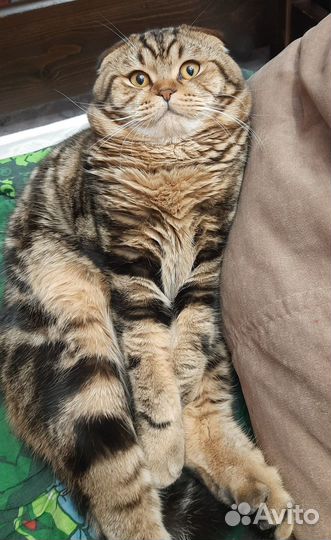 Шотландский кот вязка