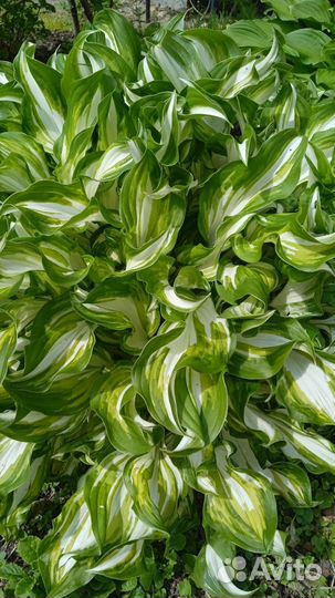 Многолетние растения для дачи