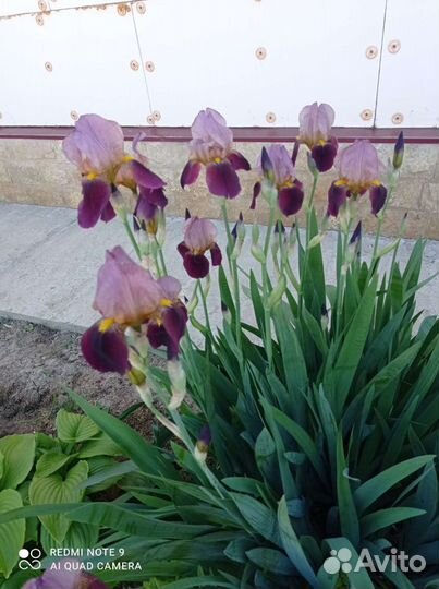 Ирис королевский
