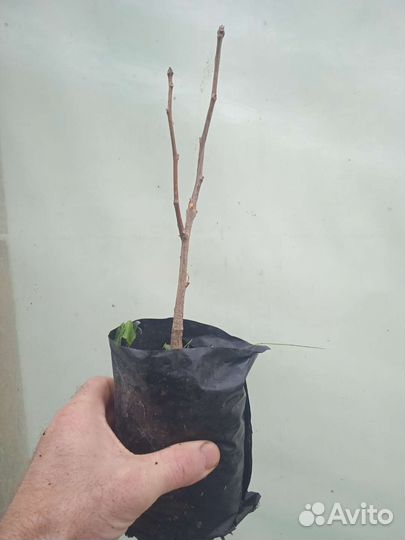 Гинкго билоба