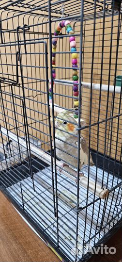 Попугайчики