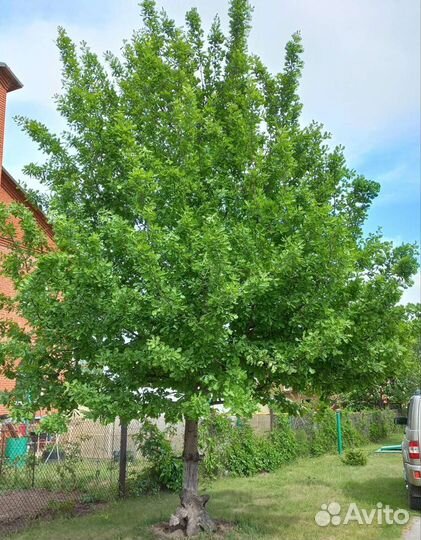 Саженцы дуба