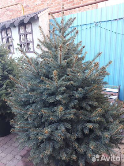 Ели живые