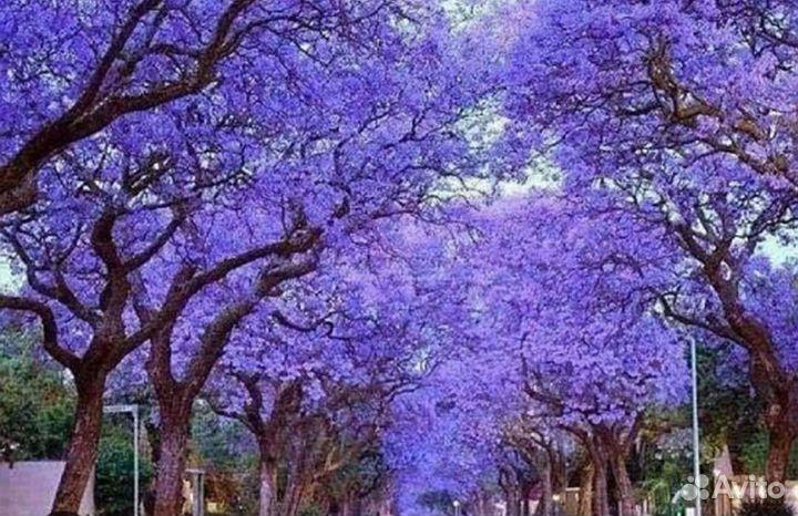 Саженцы павловния