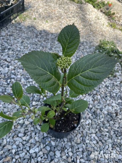 Растения для сада