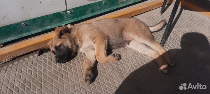 Щенки бесплатно