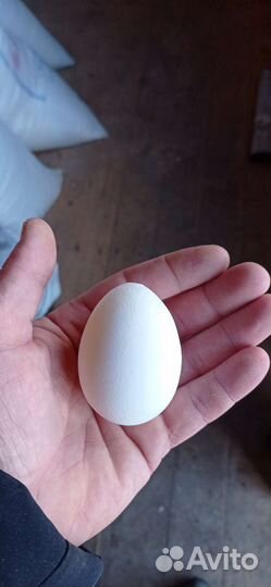 Домашние куриные яйца