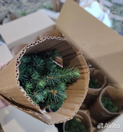 Ель голубая саженцы / сеянцы