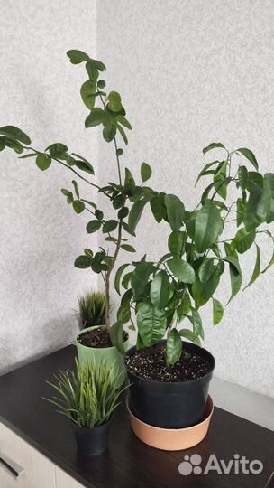 Цитрусовые деревья