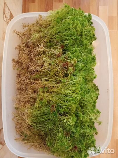 Мох Сфагнум,Ковровый,Дикранум,Ягель