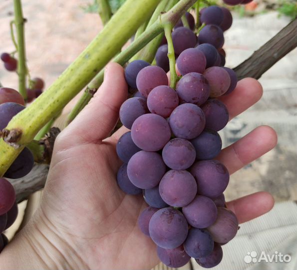 Саженцы, цветы многолетники