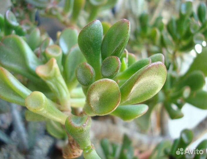 Толстянки Голлум