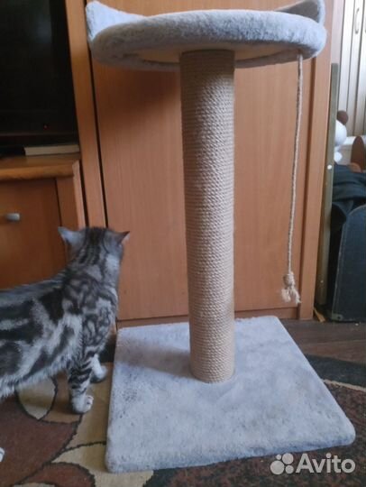 Когтеточка с лежанкой новая