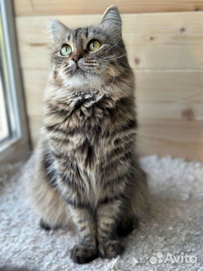 Кошка бесплатно