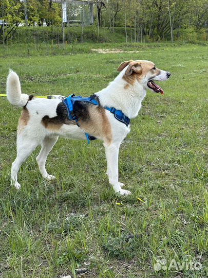 Купер. Славный пёс пропадает в приюте