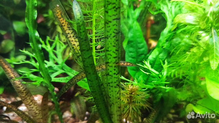 Аквариумные растения