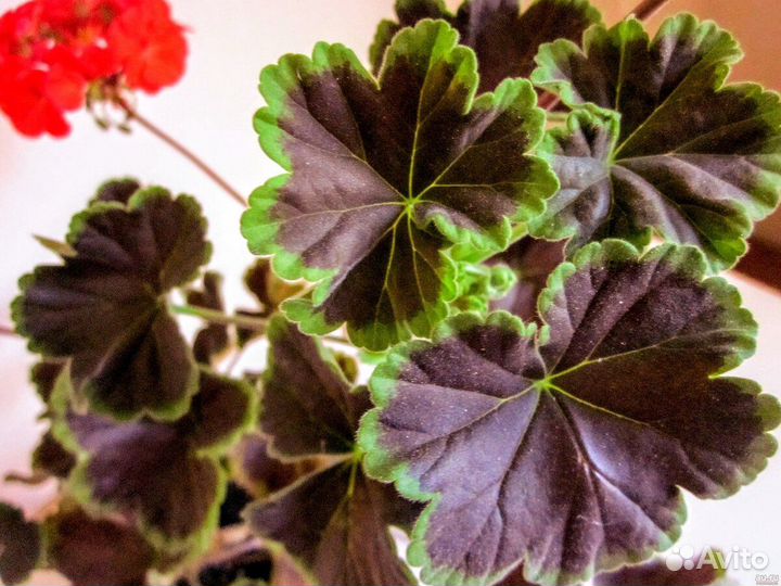 Комнатные растения взрослые