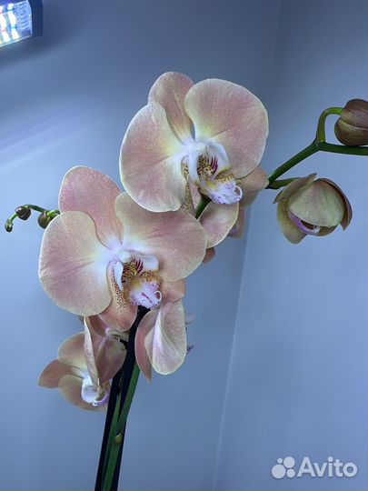 Орхидея фаленопсис тестовый сорт