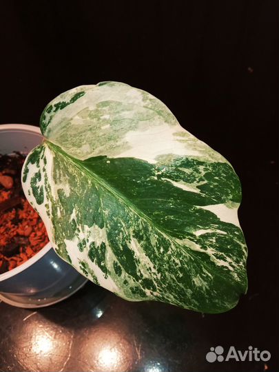 Эпипремнумы (сциндапсусы) разные