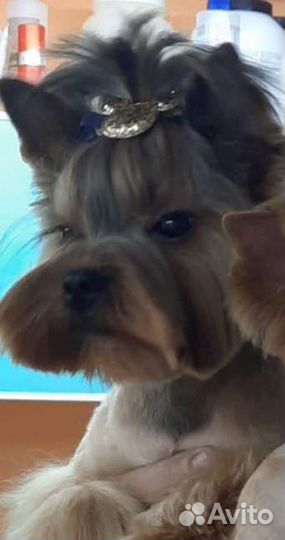 Йорк для вязки