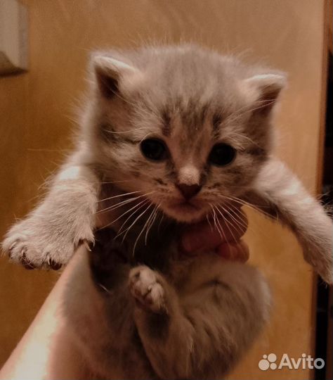 Котятки Британские)