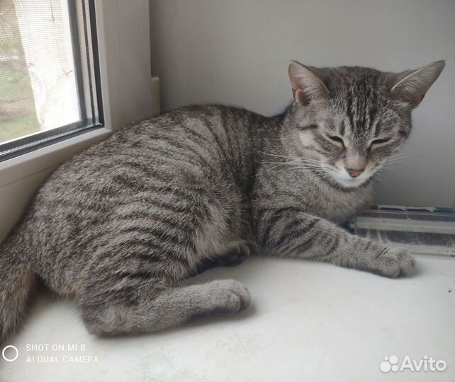 Кошка в дар бесплатно