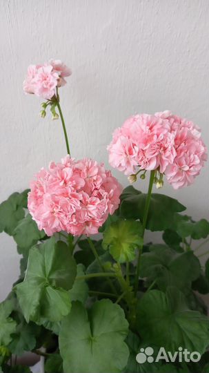 Пеларгония герань Passat черенок