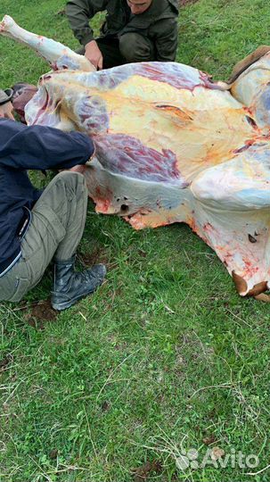 Мясо телятина говядина