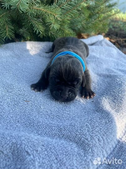 10 шикарных малышей,с документами