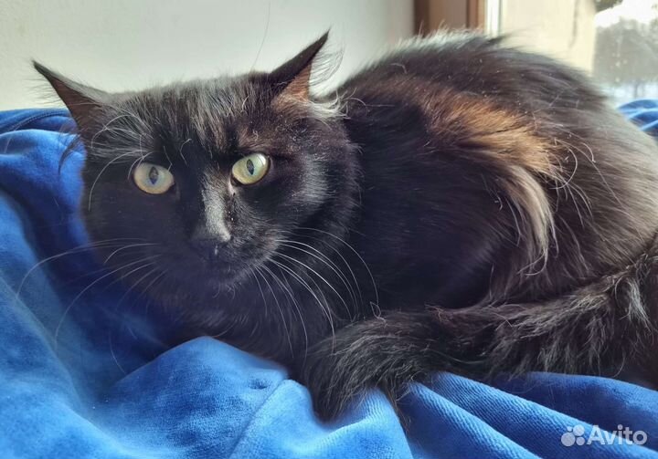 Черная пушистая кошка