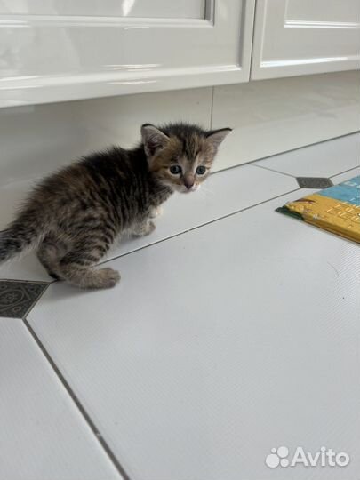 Котята бесплатно