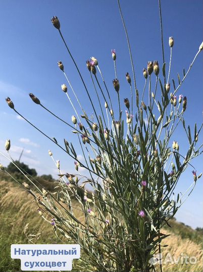 Цветы сухоцветы