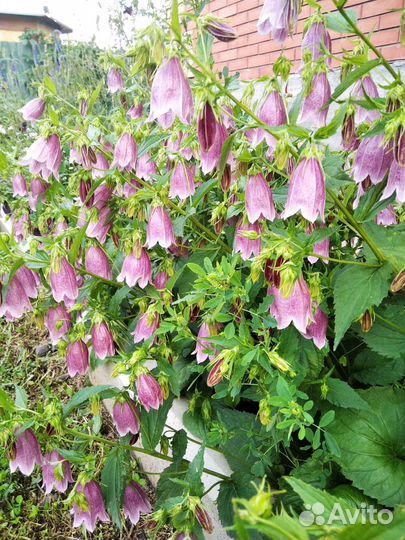 Многолетние цветы