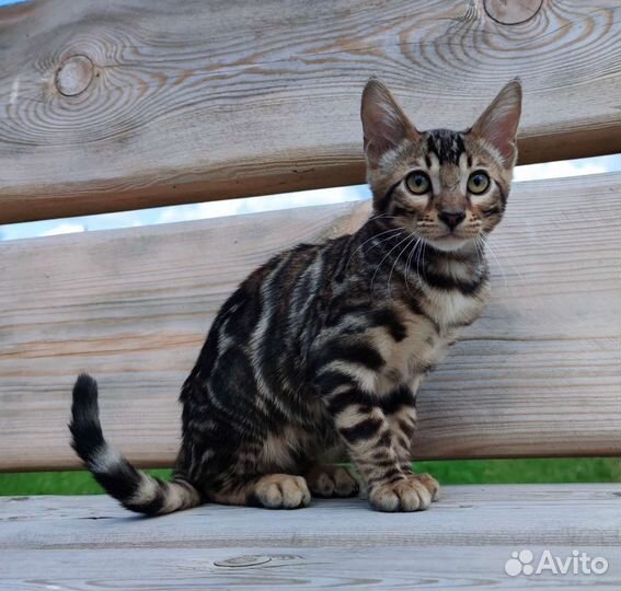 Бенгальская