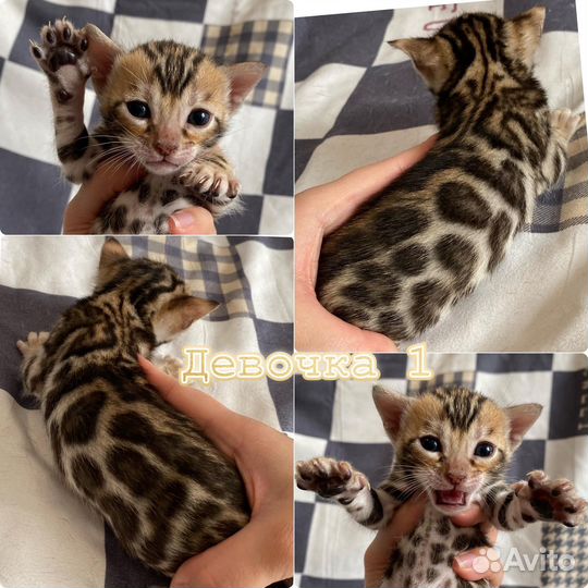 Бенгальские шикарные котята