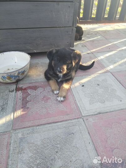 Щенок в добрые руки