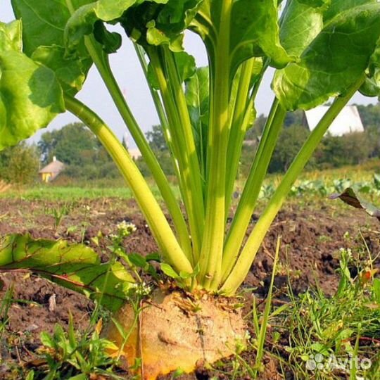 Свекла кормовая,Урожай-2023.Фермеровское хозяйство