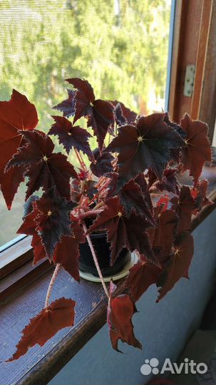 Бегония миниатюрная