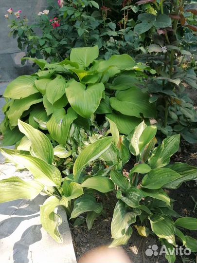 Хосты сортовые