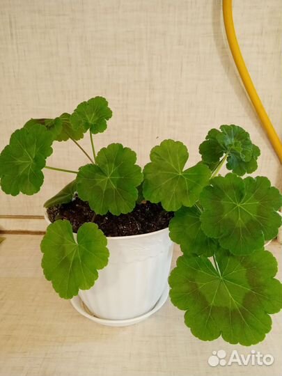 Комнатные цветы