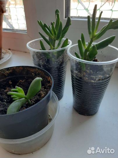 Крассула хоббит денежное дерево