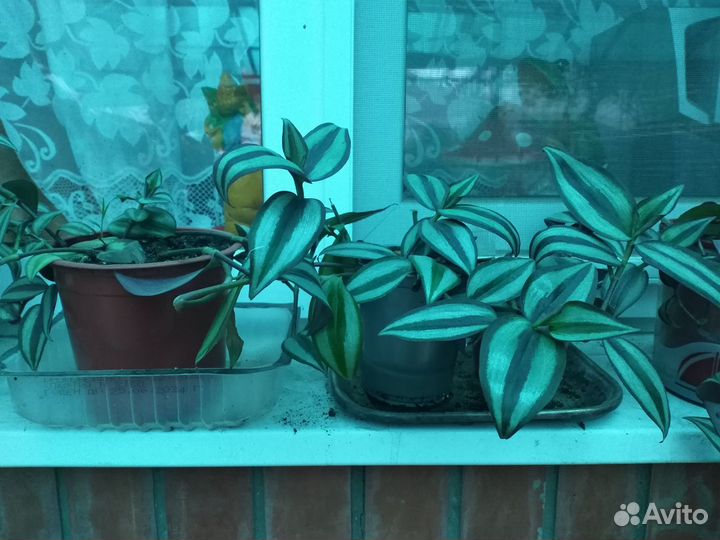 Традесканция и пеларгония