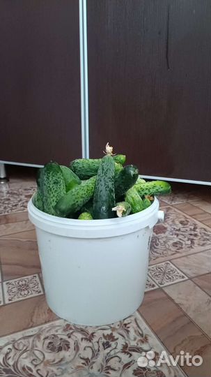 Продам свежие огурцы