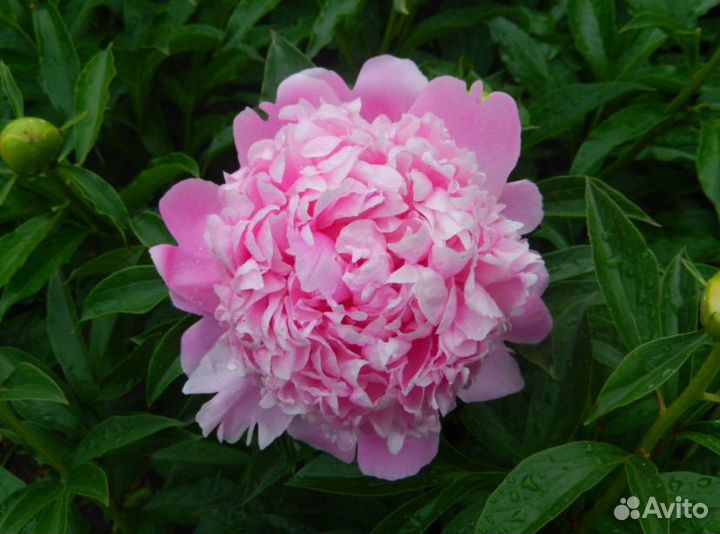 Пионы саженцы Месье Жуль Эли