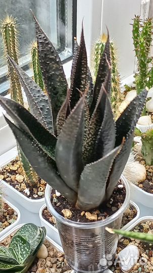 Кактусы и суккуленты