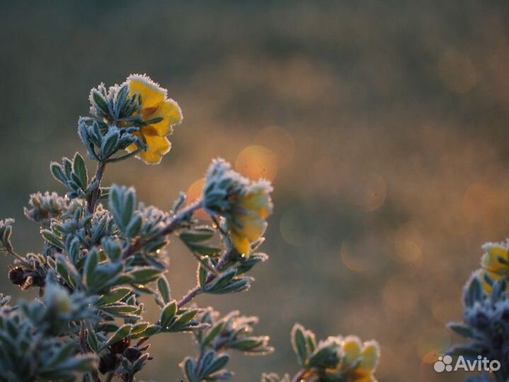 Olympus M.Zuiko ED 40-150mm f/4.0-5.6 R+Коробка+