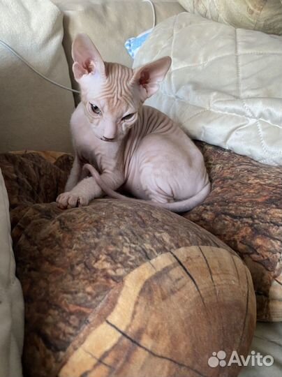 Котята донского сфинкса